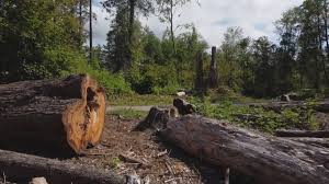 How Our Tree Care Process Works  in  Lake Placid, NY